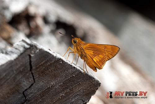 Taractrocera anisomorpha