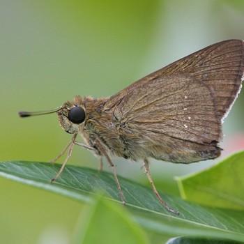 Pelopidas lyelli