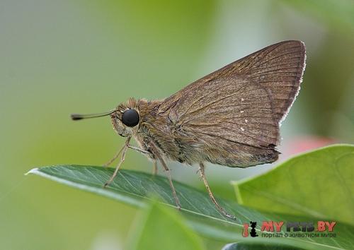 Pelopidas lyelli