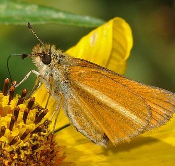 Adopaeoides prittwitzi