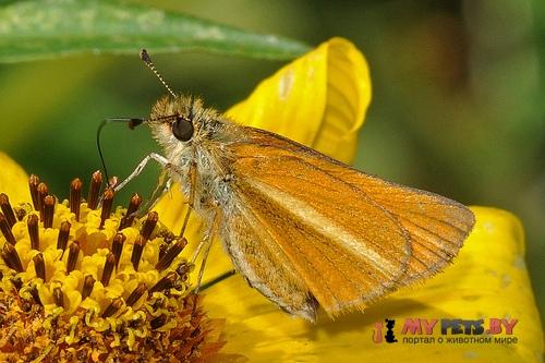 Adopaeoides prittwitzi
