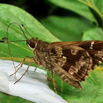 Cobalopsis catocala