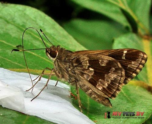 Cobalopsis catocala