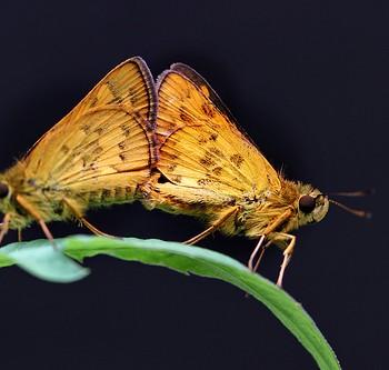 Potanthus pseudomaesa