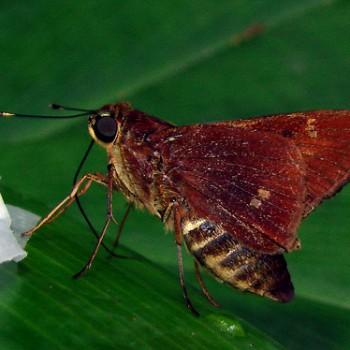 Decinea decinea