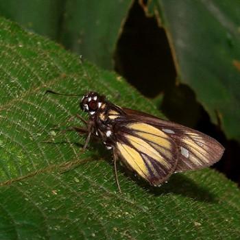 Carystus periphas