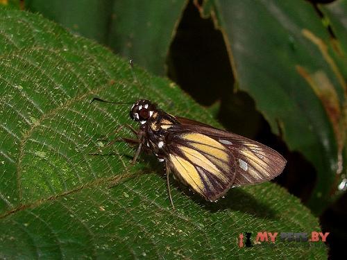 Carystus periphas