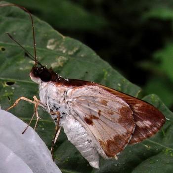 Ebusus ebusus