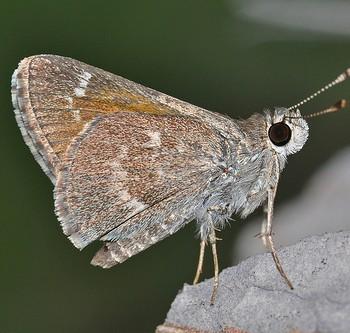 Amblyscirtes oslari
