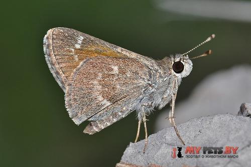 Amblyscirtes oslari