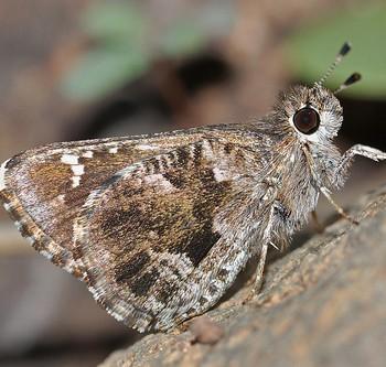 Amblyscirtes nysa