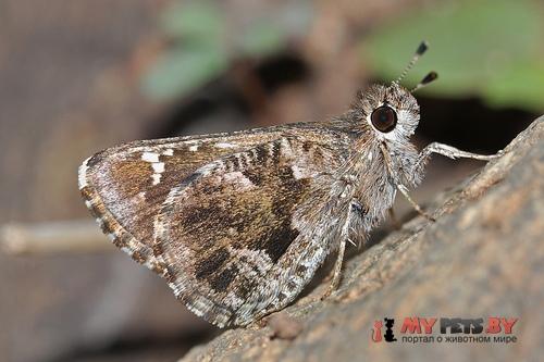 Amblyscirtes nysa