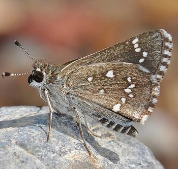 Amblyscirtes eos