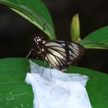 Carystus jolus