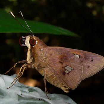 Carystoides basoches