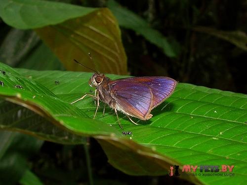 Damas clavus