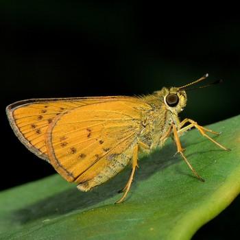 Telicota linna