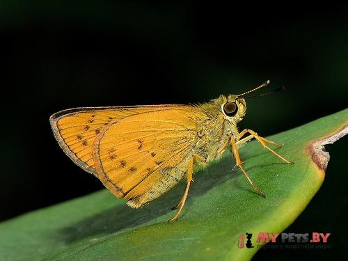 Telicota linna