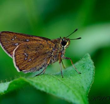 Polytremis zina