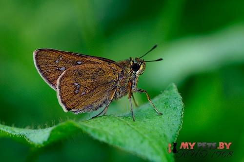 Polytremis zina