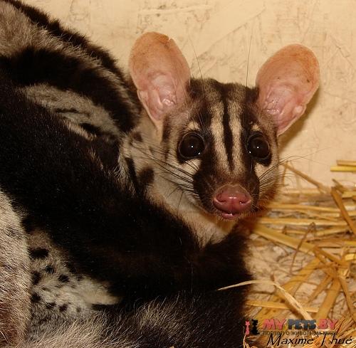 Chrotogale owstoni