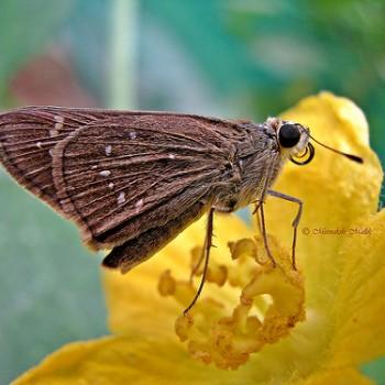 Pelopidas conjuncta