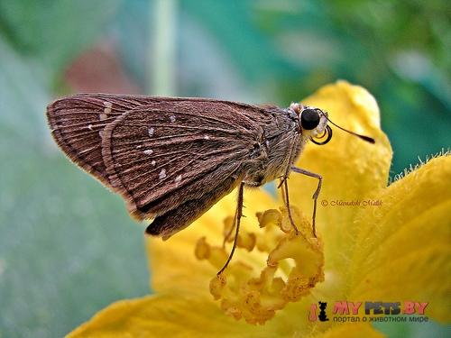 Pelopidas conjuncta