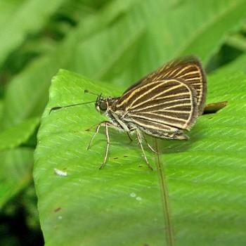 Callimormus radiola