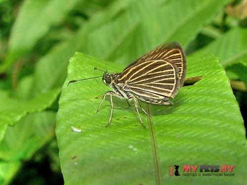 Callimormus radiola