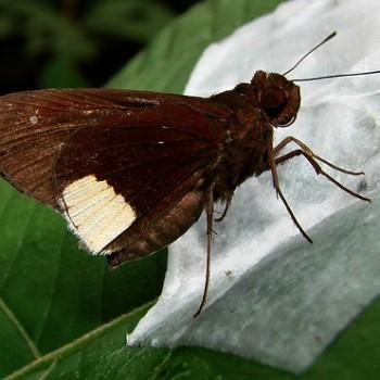 Cobalus virbius