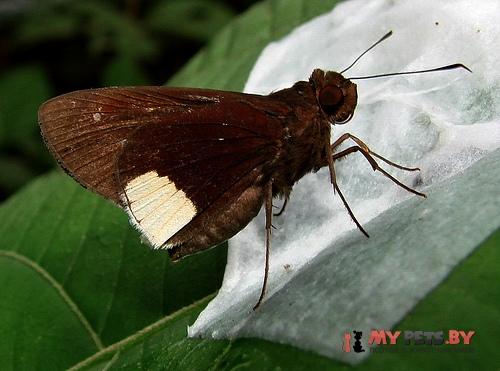 Cobalus virbius