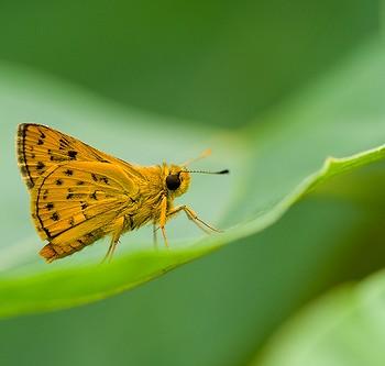 Potanthus pava