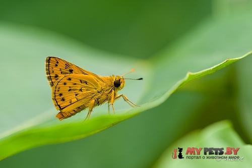 Potanthus pava