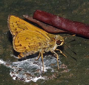 Telicota bambusae