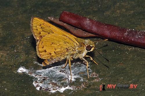 Telicota bambusae