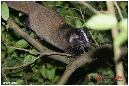 Paguma larvata
