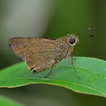 caltoris malaya