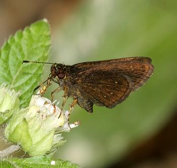 Anthoptus insignis