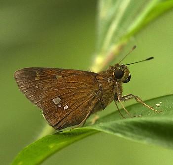 Polytremis discreta