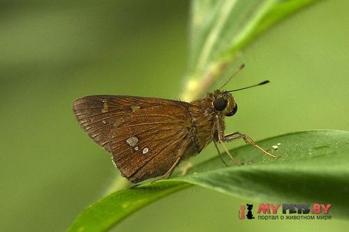 Polytremis discreta