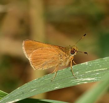 Corticea corticea