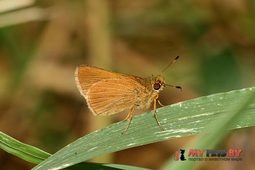 Corticea corticea