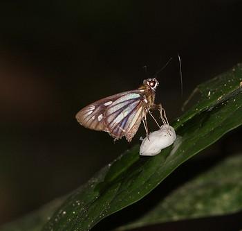 Carystus hocus