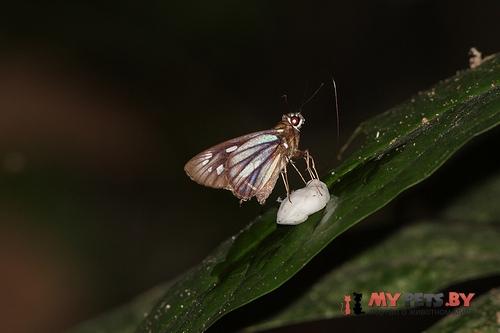 Carystus hocus