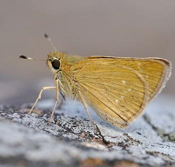 Pseudoborbo bevani