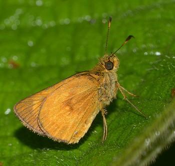 Corticea mendica