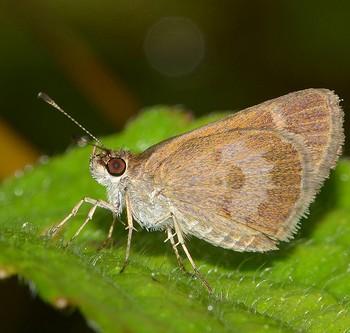 Callimormus saturnus