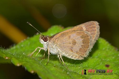 Callimormus saturnus