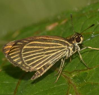 Apaustus gracilis