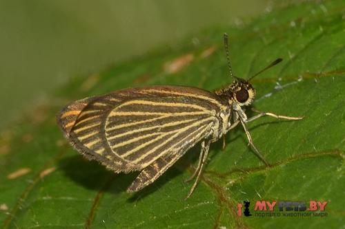 Apaustus gracilis